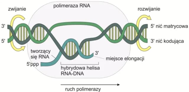 Co to jest transkrypcja w biologii i dlaczego jest tak ważna? Co to jest transkrypcja w biologii i dlaczego jest tak ważna?
