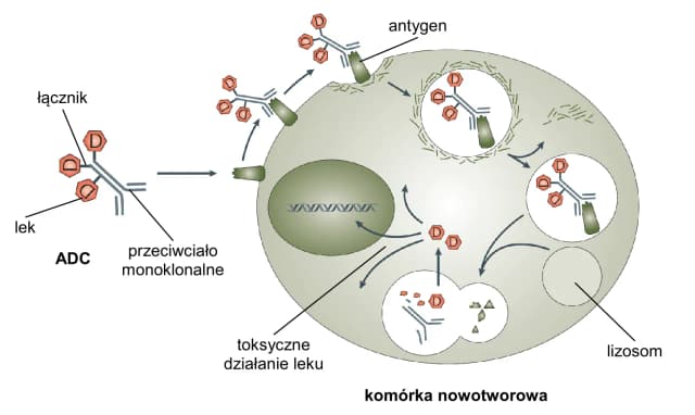 Co to jest komórka w biologii? Zrozumienie podstaw życia i funkcji Co to jest komórka w biologii? Zrozumienie podstaw życia i funkcji