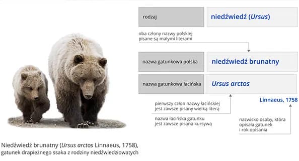 Od której klasy jest biologia? Sprawdź, co musisz wiedzieć! Od której klasy jest biologia? Sprawdź, co musisz wiedzieć!