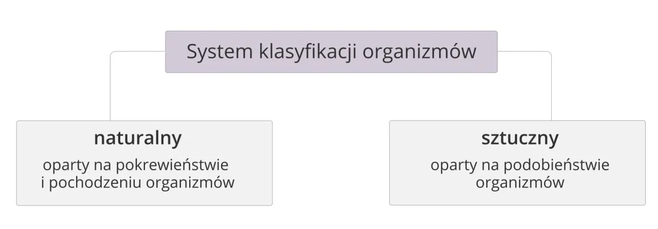 Co to jest systematyka w biologii i jak wpływa na klasyfikację organizmów Co to jest systematyka w biologii i jak wpływa na klasyfikację organizmów
