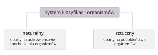 Co to jest systematyka w biologii i jak wpływa na klasyfikację organizmów Co to jest systematyka w biologii i jak wpływa na klasyfikację organizmów