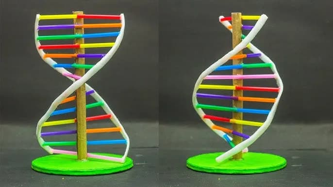 Jak zrobić DNA na biologię: proste kroki do udanego modelu Jak zrobić DNA na biologię: proste kroki do udanego modelu
