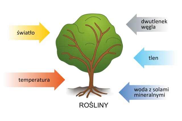 Czym zajmuje się biologia i dlaczego jest kluczowa dla życia? Czym zajmuje się biologia i dlaczego jest kluczowa dla życia?