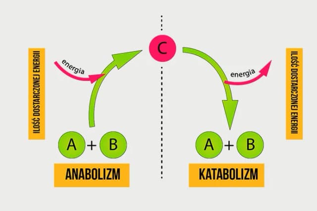 Co to jest metabolizm w biologii i jak wpływa na organizmy? Co to jest metabolizm w biologii i jak wpływa na organizmy?