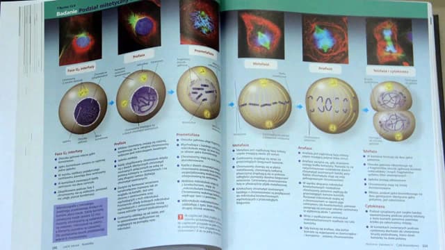 Biologia Villego czy Campbella – który podręcznik jest lepszy dla Ciebie? Biologia Villego czy Campbella – który podręcznik jest lepszy dla Ciebie?